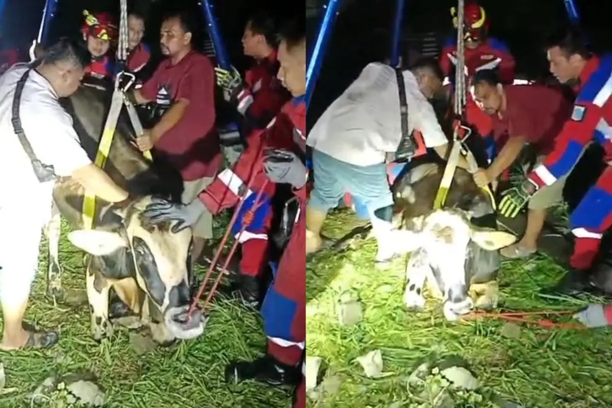 Gulkarmat Jaksel Evakuasi Sapi Kurban 550 Kg yang Tercebur ke Kolam Renang di Cipete